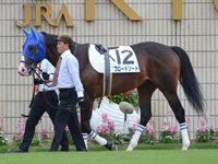 新馬戦　パドック