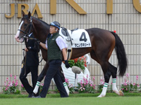 新馬戦　パドック