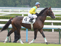 新馬戦　本馬場入場