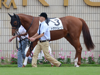 新馬戦　パドック