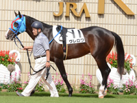 未勝利戦　パドック