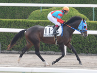 未勝利戦　本馬場入場