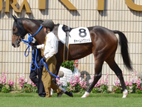 新馬戦　パドック