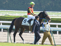 新馬戦　本馬場入場