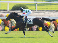 新馬戦　ゴール前