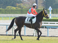 未勝利戦　本馬場入場