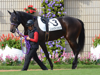 新馬戦　パドック