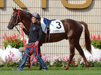 新馬戦　パドック
