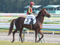 新馬戦　本馬場入場