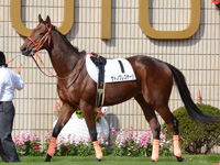 新馬戦　パドック