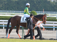 新馬戦　本馬場入場