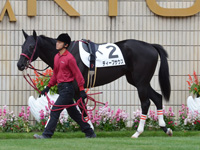 新馬戦　パドック