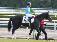 新馬戦　本馬場入場