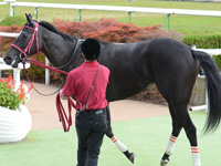 新馬戦　口取り