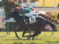 未勝利戦（牝）　ゴール前