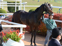 未勝利戦（牝）　口取り