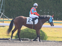 新馬戦　本馬場入場