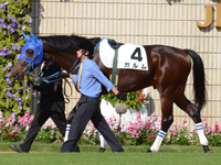 新馬戦　パドック