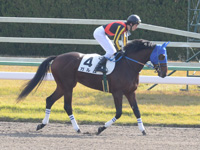 新馬戦　本馬場入場