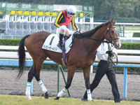 新馬戦　本馬場入場