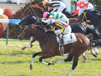 新馬戦　ゴール前