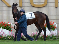新馬戦　パドック