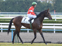 新馬戦　本馬場入場