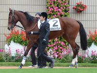 新馬戦　パドック