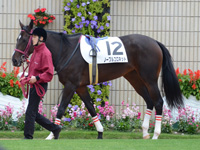 新馬戦　パドック