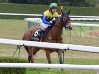 京都2歳ステークス（ＯＰ）　本馬場入場