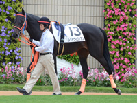 新馬戦　パドック