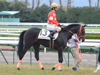 新馬戦　本馬場入場