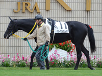 新馬戦　パドック