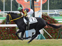 新馬戦　キャンター
