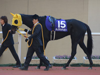 阪神ジュベナイルフィリーズ（ＧＩ）　パドック