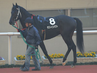 エリカ賞（500万）　パドック