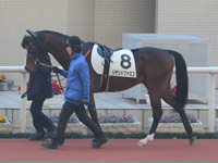 新馬戦　パドック