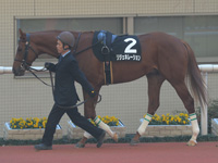 エリカ賞（500万）　パドック