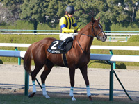 エリカ賞（500万）　本馬場入場
