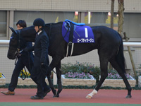 阪神ジュベナイルフィリーズ（ＧＩ）　パドック