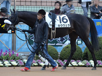 未勝利戦　パドック