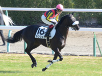 未勝利戦　キャンター