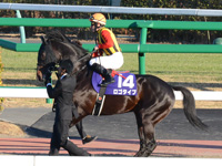 朝日杯フューチュリティＳ（ＧＩ）　本馬場入場