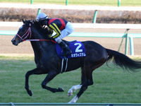 朝日杯フューチュリティＳ（ＧＩ）　キャンター