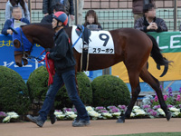 未勝利戦（牝）　パドック