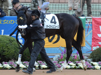未勝利戦　パドック