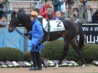 未勝利戦　パドック