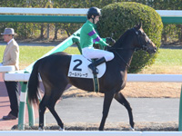 未勝利戦　本馬場入場