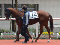 未勝利戦　パドック