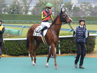 未勝利戦　本馬場入場